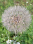 Dandelion   Taraxacum sp.